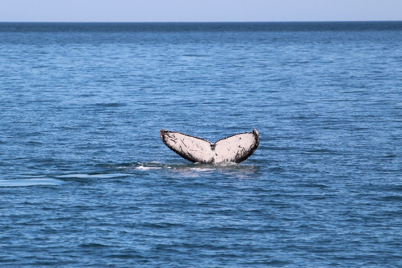 Equipe do Instituto Argonauta avista baleia jubarte em Ilhabela