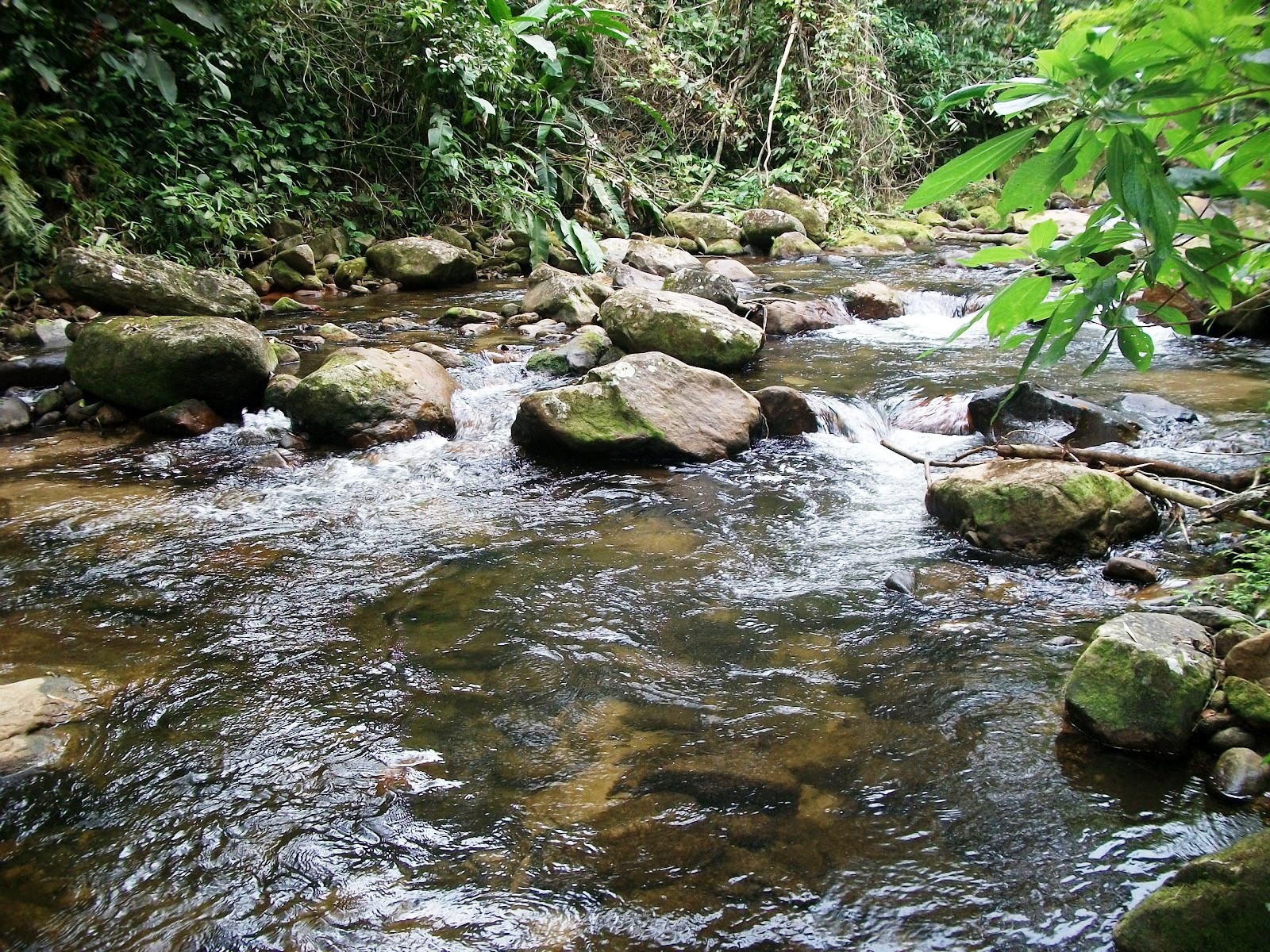 Parque Estadual Serra do Mar