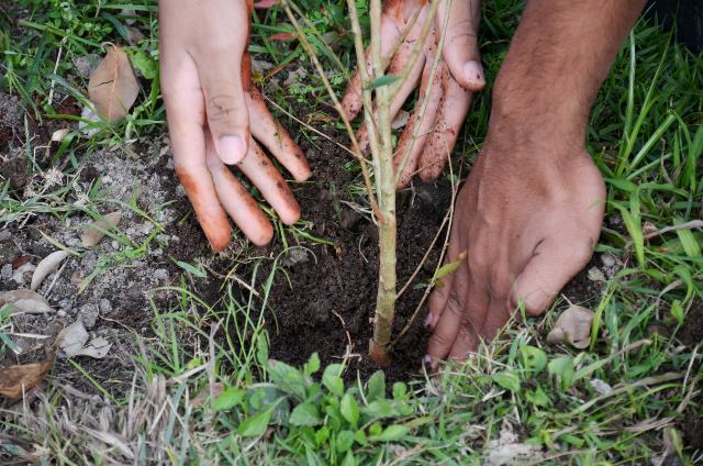 Mês do Meio Ambiente e Ecologia