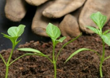 Petrobras inicia Projeto Horta Educativa em escolas municipais de Caraguatatuba