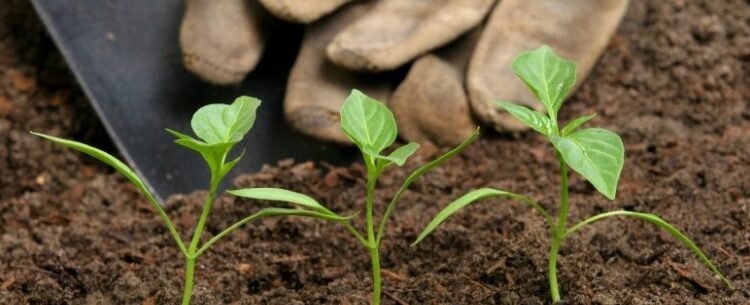 Petrobras inicia Projeto Horta Educativa em escolas municipais de Caraguatatuba