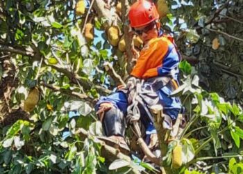 Equipes da Defesa Civil de Caraguatatuba cortam árvores derrubadas após fortes chuvas