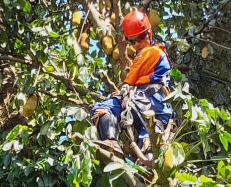 Equipes da Defesa Civil de Caraguatatuba cortam árvores derrubadas após fortes chuvas