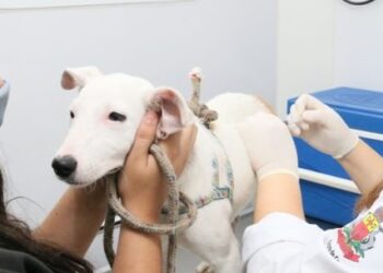Caraguatatuba reabre agendas para programa de castração de cães e gatos