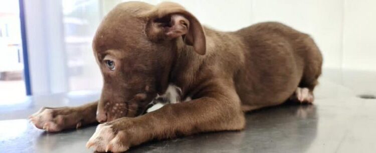 Inscrições para programa de castração de Caraguatatuba são encerradas; vagas preenchidas em menos de 24 horas