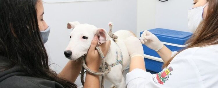 Caraguatatuba reabre agendas para programa de castração de cães e gatos