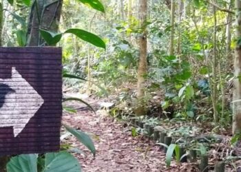 Parque Estadual da Serra do Mar promove trilhas, observação de aves e atividades infantis em Caraguatatuba