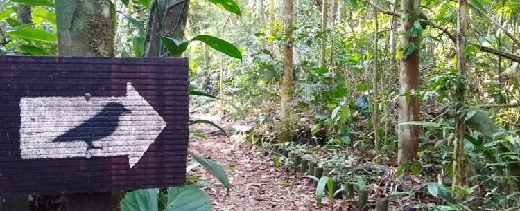 Parque Estadual da Serra do Mar promove trilhas, observação de aves e atividades infantis em Caraguatatuba