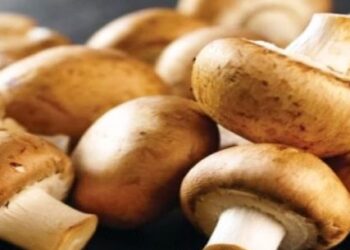 Prefeitura abre inscrições para curso de produção de cogumelo Agaricus
