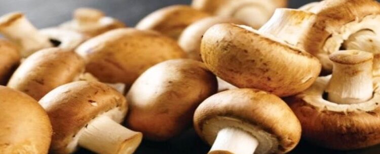 Prefeitura abre inscrições para curso de produção de cogumelo Agaricus