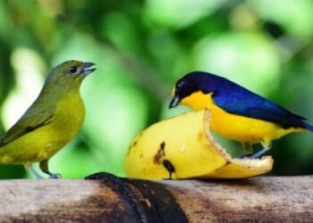 Comedouro de aves do Parque Estadual da Serra do Mar atrai mais de 40 espécies em Caraguatatuba