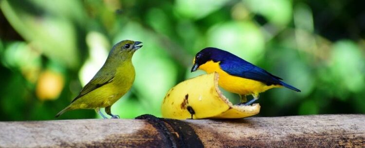Comedouro de aves do Parque Estadual da Serra do Mar atrai mais de 40 espécies em Caraguatatuba