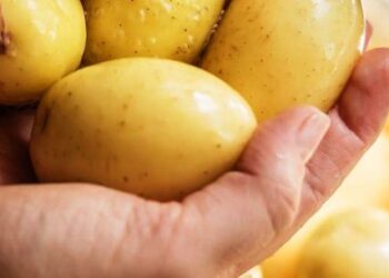 Caraguatatuba abre inscrições para curso de Boas Práticas de Manipulação de Alimentos