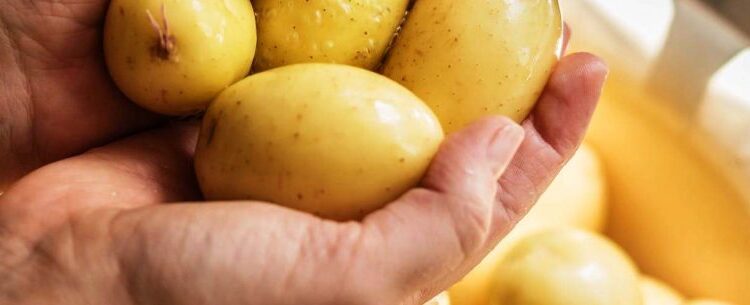 Caraguatatuba abre inscrições para curso de Boas Práticas de Manipulação de Alimentos