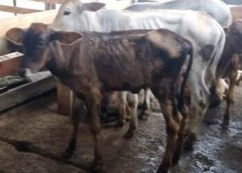 Campanha de vacinação contra brucelose bovina imuniza 33 animais em Caraguatatuba