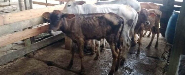 Campanha de vacinação contra brucelose bovina imuniza 33 animais em Caraguatatuba