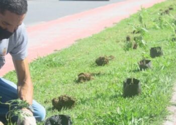 Prefeitura de Caraguatatuba segue com plantio de mudas em rua do Tinga