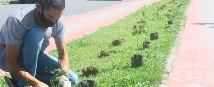 Prefeitura de Caraguatatuba segue com plantio de mudas em rua do Tinga