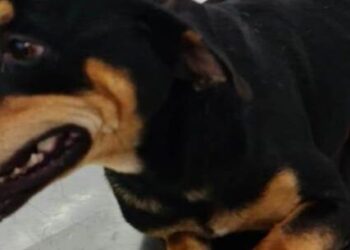 CCZ de Caraguatatuba realiza feira de adoção no sábado com cerca de 30 pets