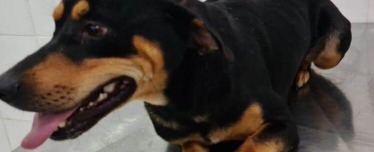 CCZ de Caraguatatuba realiza feira de adoção no sábado com cerca de 30 pets