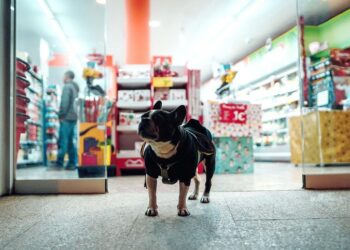 Natal do Serramar Shopping tem “trono pet” para cães e gatos saírem nas fotos com o Papai Noel
