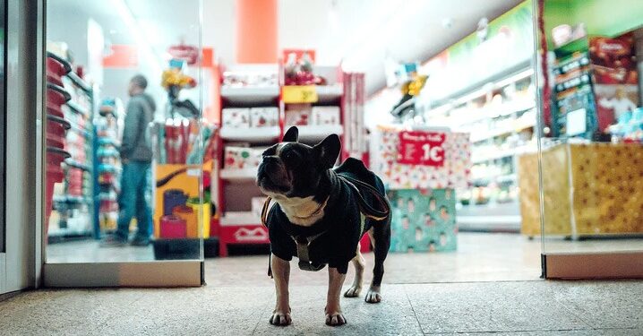 Natal do Serramar Shopping tem “trono pet” para cães e gatos saírem nas fotos com o Papai Noel