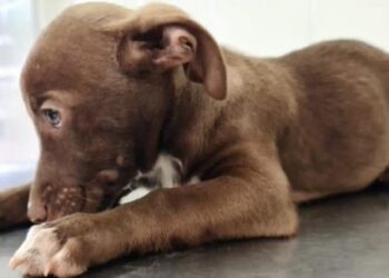 Em menos de um dia, CCZ de Caraguatatuba agenda 300 animais para castração