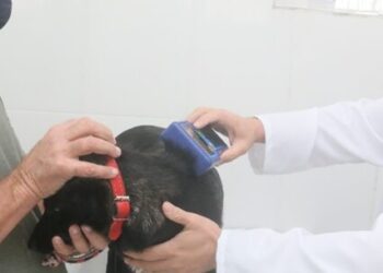 Caraguatatuba abre agendas com cerca de 300 vagas para castração de cães e gatos