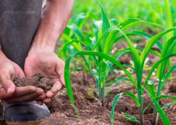 Programa do Sebrae vai ensinar como produtores rurais podem usar o Facebook para vender mais