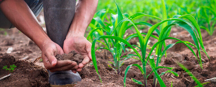 Programa do Sebrae vai ensinar como produtores rurais podem usar o Facebook para vender mais