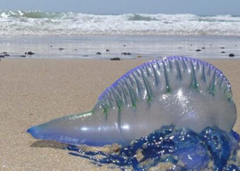 Dez pessoas são atendidas na UPA Central com queimaduras por água-viva e GBMar orienta banhistas sobre cuidados