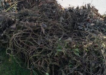 Prefeitura de Caraguatatuba flagra dois descartes irregulares de poda no Indaiá