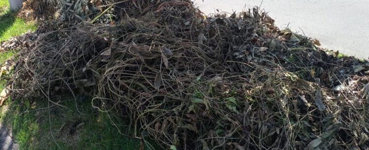 Prefeitura de Caraguatatuba flagra dois descartes irregulares de poda no Indaiá