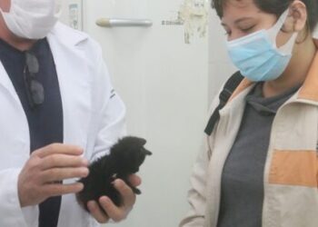 Taxa de absenteísmo do Programa de Castração de Caraguatatuba cai para 17% em fevereiro