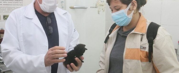 Taxa de absenteísmo do Programa de Castração de Caraguatatuba cai para 17% em fevereiro