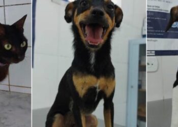 Caraguatatuba promove primeira feira de adoção, neste sábado, com cerca de 30 animais