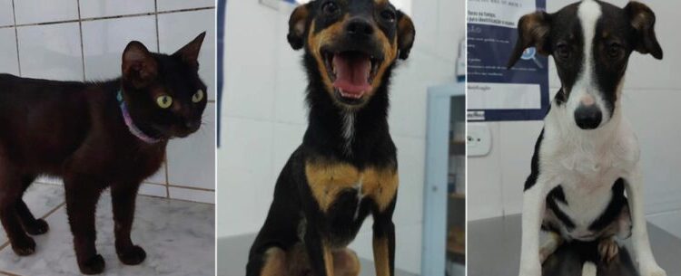 Caraguatatuba promove primeira feira de adoção, neste sábado, com cerca de 30 animais