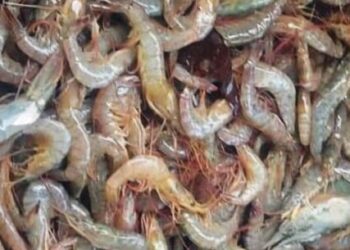 Banco de Alimentos doa 30 kg de camarão para instituições sociais