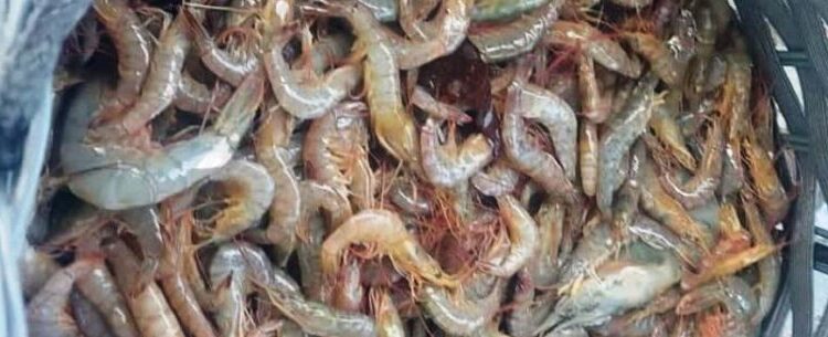 Banco de Alimentos doa 30 kg de camarão para instituições sociais