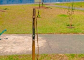 Prefeitura de Caraguatatuba retoma projeto de arborização urbana