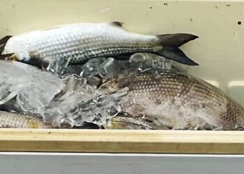 Fundo Social de Caraguatatuba repassa doação de 70 kg de peixes para instituições sociais