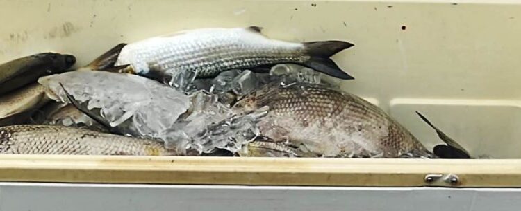 Fundo Social de Caraguatatuba repassa doação de 70 kg de peixes para instituições sociais