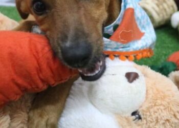 Caraguatatuba realiza nova feira de adoção de pets no sábado; animais ganham ensaio fotográfico de Páscoa