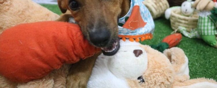 Caraguatatuba realiza nova feira de adoção de pets no sábado; animais ganham ensaio fotográfico de Páscoa