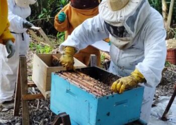 Curso de Apicultura entra na fase prática e fomenta a profissionalização da atividade