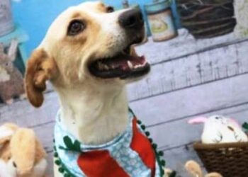 Feira de Cães e Gatos conta com 20 animais para adoção neste sábado