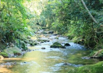 Prefeitura de Caraguatatuba destaca programas de preservação ambiental no Dia Internacional das Florestas