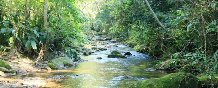 Prefeitura de Caraguatatuba destaca programas de preservação ambiental no Dia Internacional das Florestas