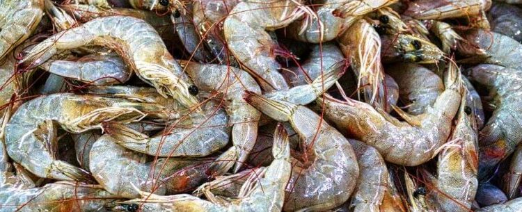 Confira dicas para comprar camarão durante período de defeso