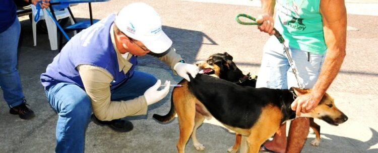 CCZ de Caraguatatuba disponibiliza vacinação antirrábica durante todo ano